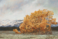 Aspens